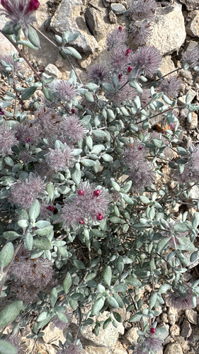 Plumed Crinklemat