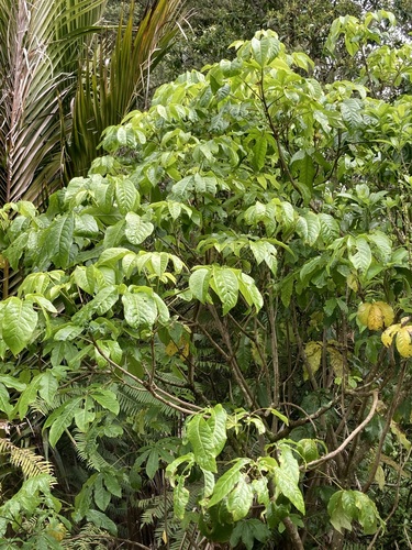 Schefflera observed 2026-10-26