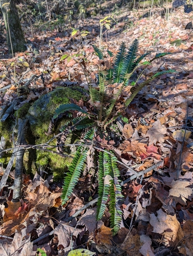 Polystichum lonchitis observed 2026-10-25