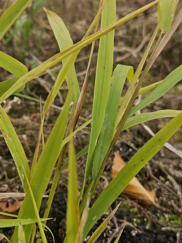 Leersia oryzoides observed 2026-10-24