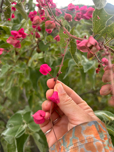 Antigonon leptopus observed 2026-10-25