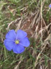Linum pratense