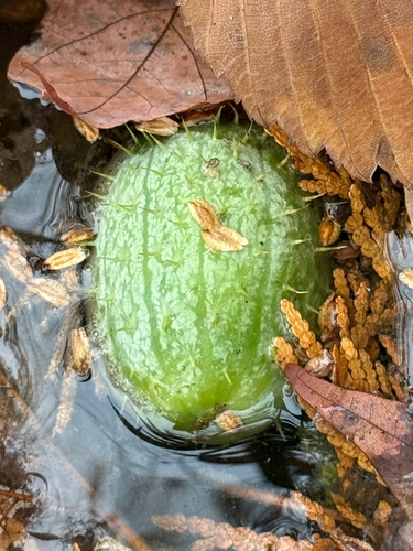 Echinocystis lobata, 2026-10-25