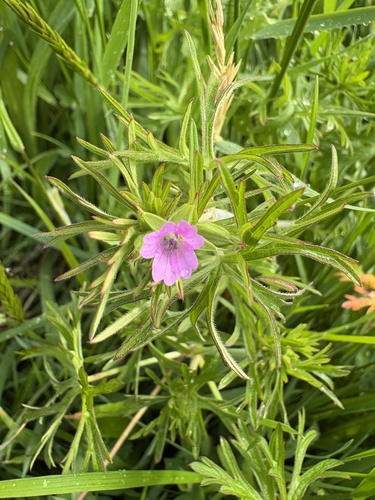 Geranium dissectum observed 2026-10-26