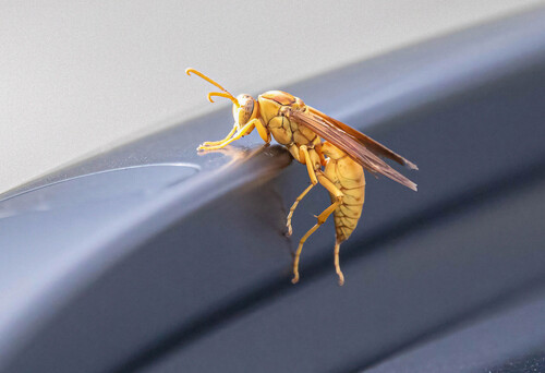 Yellow Paper Wasp