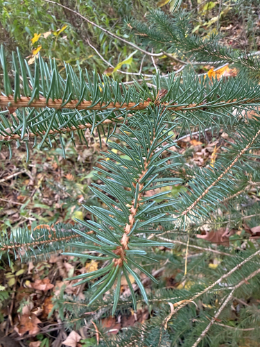 Picea glauca observed 2026-10-25
