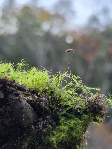 Leptobryum pyriforme observed 2026-10-25