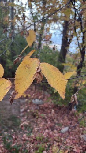 Ostrya virginiana, 2026-10-25