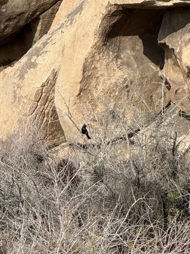 Phainopepla