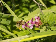 Bombus veteranus