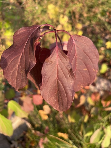 Cornus sericea observed 2026-10-25