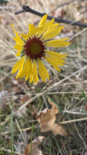 Gaillardia aristata observed 2026-10-24