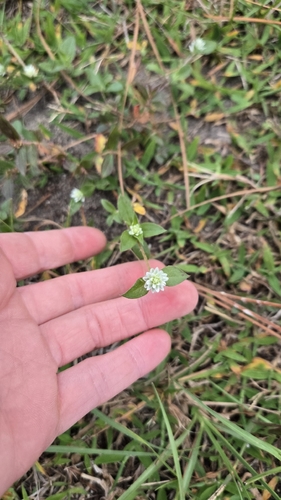 Gomphrena serrata observed 2026-10-25