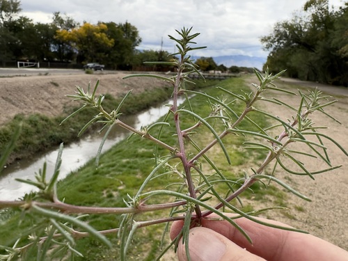 Salsola kali observed 2026-10-25
