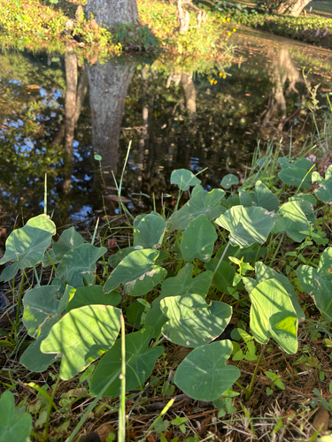 Colocasia esculenta observed 2026-10-25