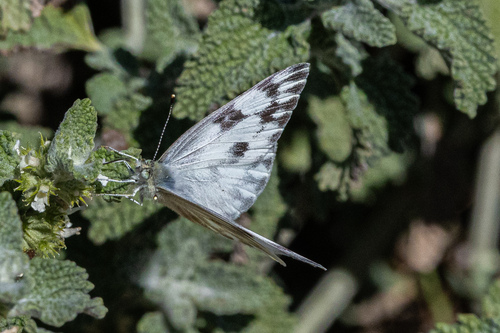 Checkered White