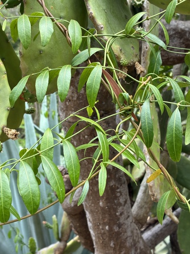 Secamone elliptica observed 2026-10-26