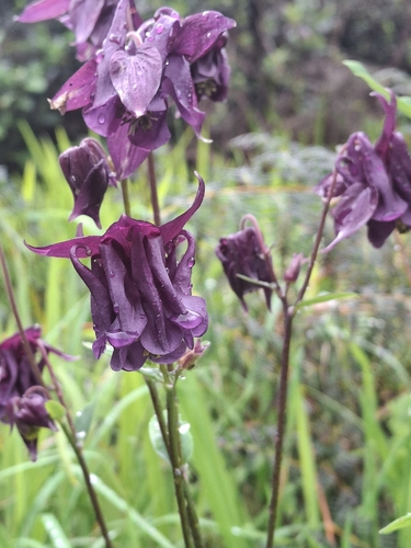 Aquilegia vulgaris, 2026-10-26