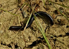 Pachyiulus oenologus