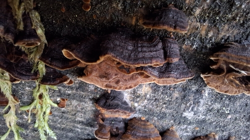 Hymenochaete rubiginosa observed 2026-10-24