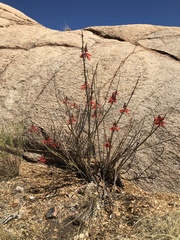 Erythrina flabelliformis