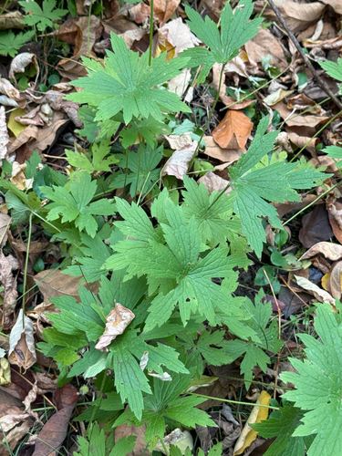 Anemonastrum canadense observed 2026-10-25
