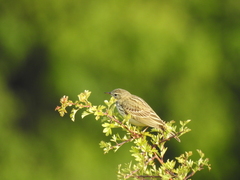 Anthus pratensis