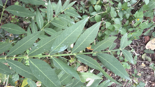 Sapindus saponaria observed 2026-10-25