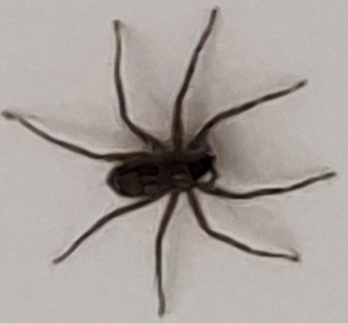 Selenops actophilus
