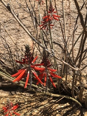 Erythrina flabelliformis