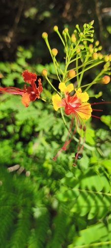 Caesalpinia pulcherrima observed 2026-10-25