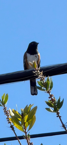 Spotted Towhee