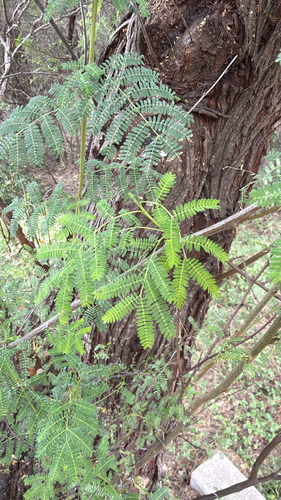 Vachellia farnesiana observed 2026-10-25