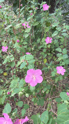 Pavonia, 2026-10-25