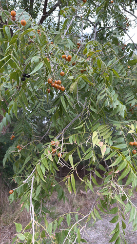 Sapindus saponaria observed 2026-10-25