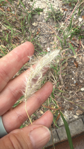 silver bluestem