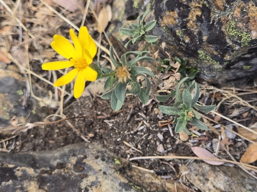 Eriophyllum lanatum observed 2026-10-25