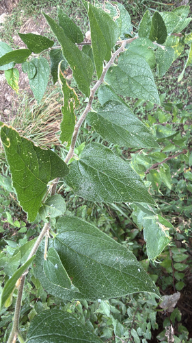 netleaf hackberry