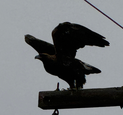 Golden Eagle