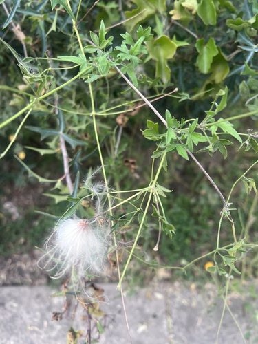 Old Man's Beard Clematis