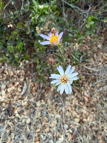 Symphyotrichum chilense observed 2026-10-24