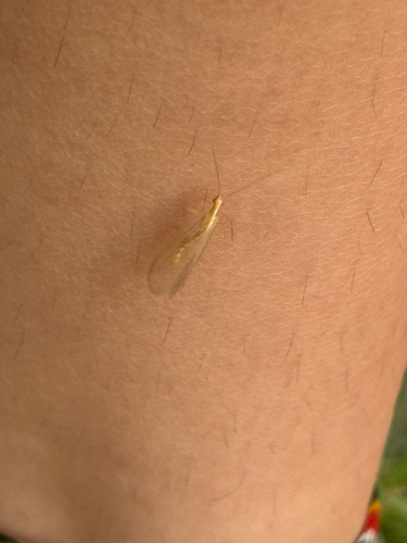 Weeping Green Lacewing