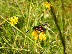 Zygaena trifolii