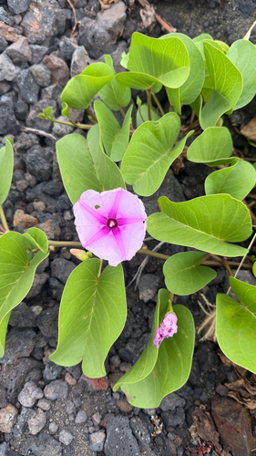 Ipomoea pes-caprae observed 2026-10-25