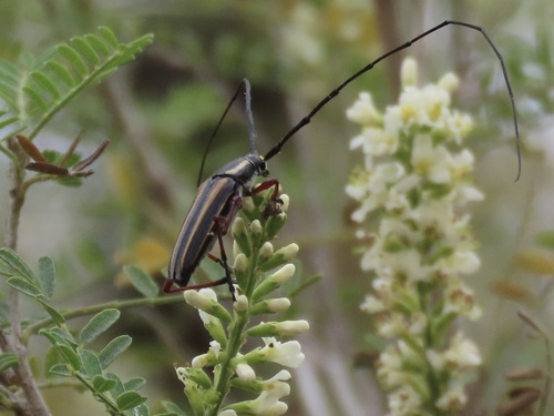 Double-banded Bycid
