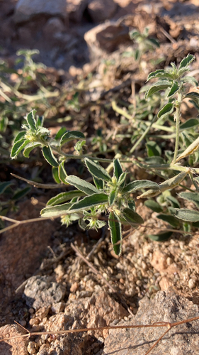 Yuma Silverbush