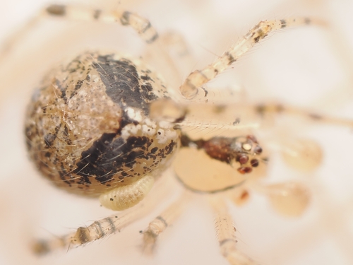 Theridion observed 2026-10-25