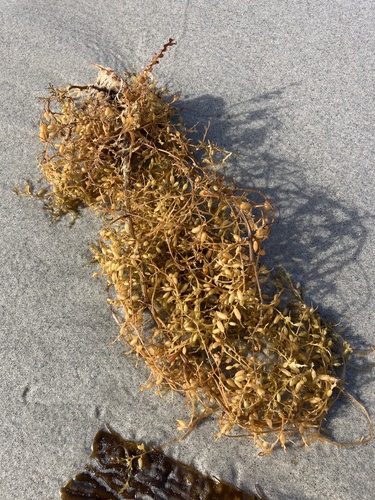 Sargassum observed 2026-10-25