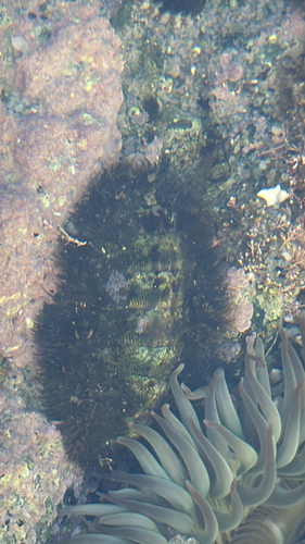 Mopalia muscosa, 2026-10-25