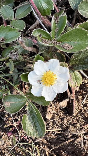 Fragaria chiloensis observed 2026-10-25